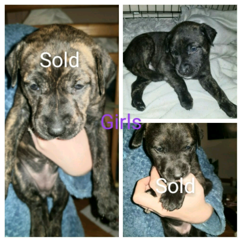 staffy cross lurcher